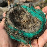 Un nido costruito con rifiuti plastici - Foto p.g.c. progetto CleanAlp